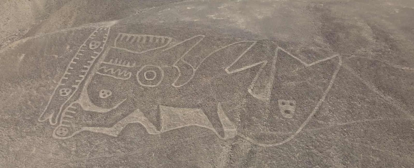 Huge cat found etched into desert among nazca lines in peru