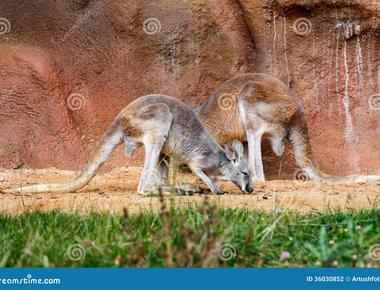 When two kangaroos meet for the first time they touch their nose and sniff each other