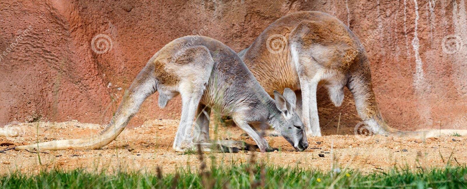 When two kangaroos meet for the first time they touch their nose and sniff each other