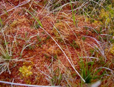 Scientists are sure moss can grow everywhere with thousands of known moss species identified from deserts to forests to polar regions the only place they have not found moss is saltwater