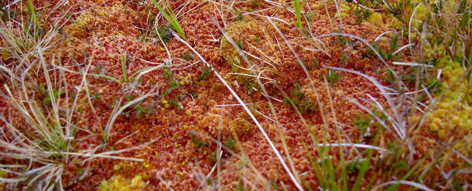 Scientists are sure moss can grow everywhere with thousands of known moss species identified from deserts to forests to polar regions the only place they have not found moss is saltwater