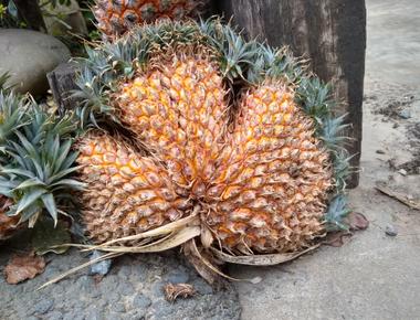 Pineapples are not a single fruit but a group of berries that have fused together