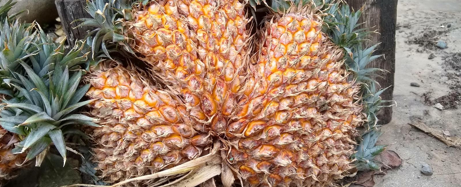 Pineapples are not a single fruit but a group of berries that have fused together