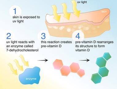 What vitamin does the sun s ultraviolet rays help the skin produce vitamin d