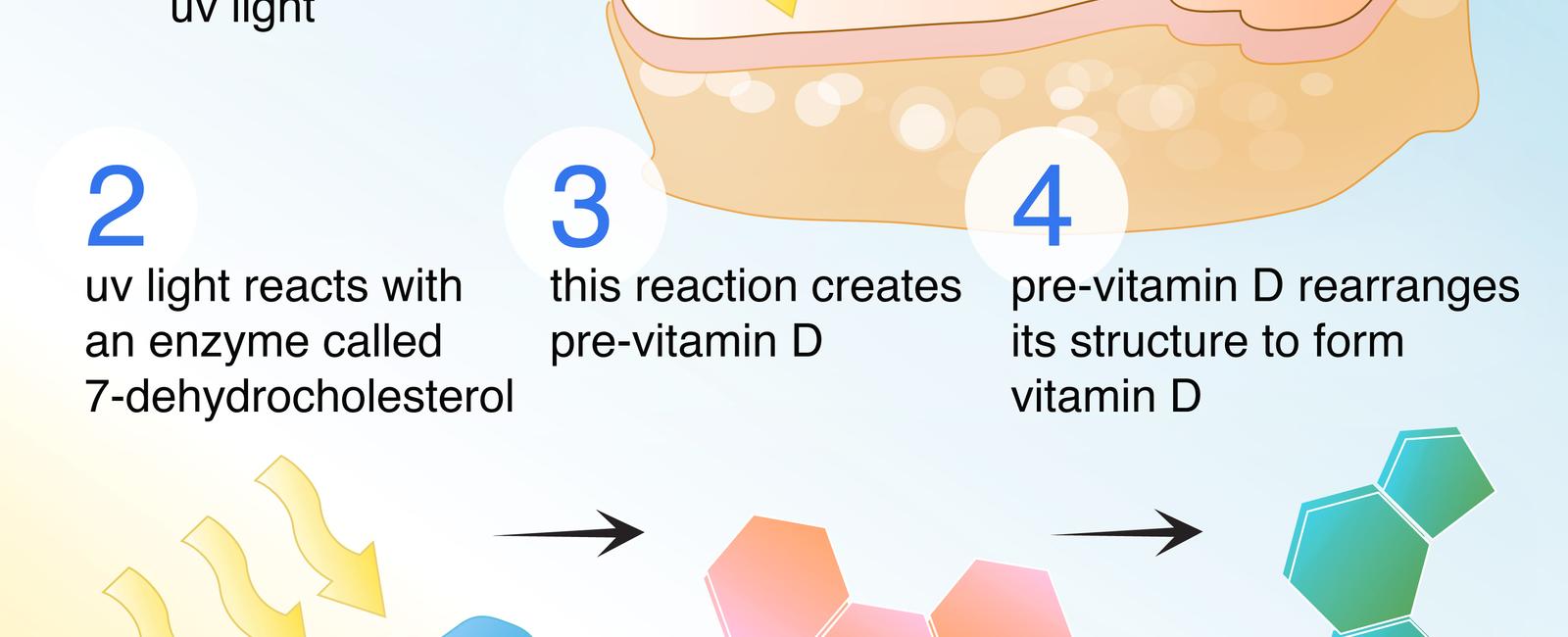 What vitamin does the sun s ultraviolet rays help the skin produce vitamin d