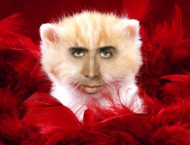 Nicolas cage once did mushrooms with his cat