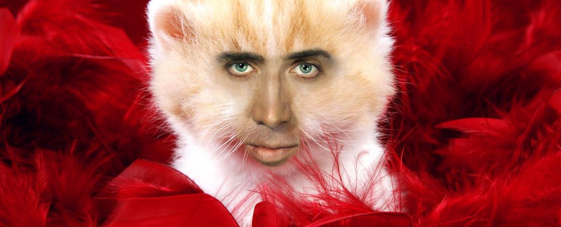 Nicolas cage once did mushrooms with his cat