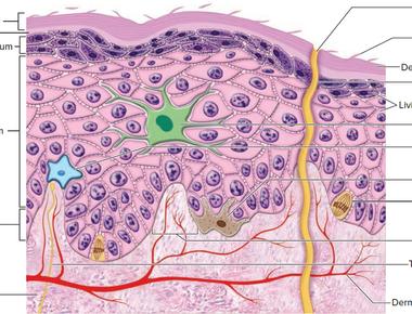 The part of the human skin that we can see and touch is called the stratum corneum which is the top layer of the epidermis