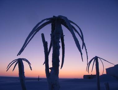 55 million years ago there were palm trees as far north as the arctic circle with absolutely no ice at the poles