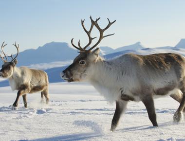 A reindeer s nose warms the air it breathes before it gets to its lungs