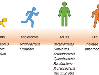 As humans age their gut microbiota becomes less effective at fighting disease