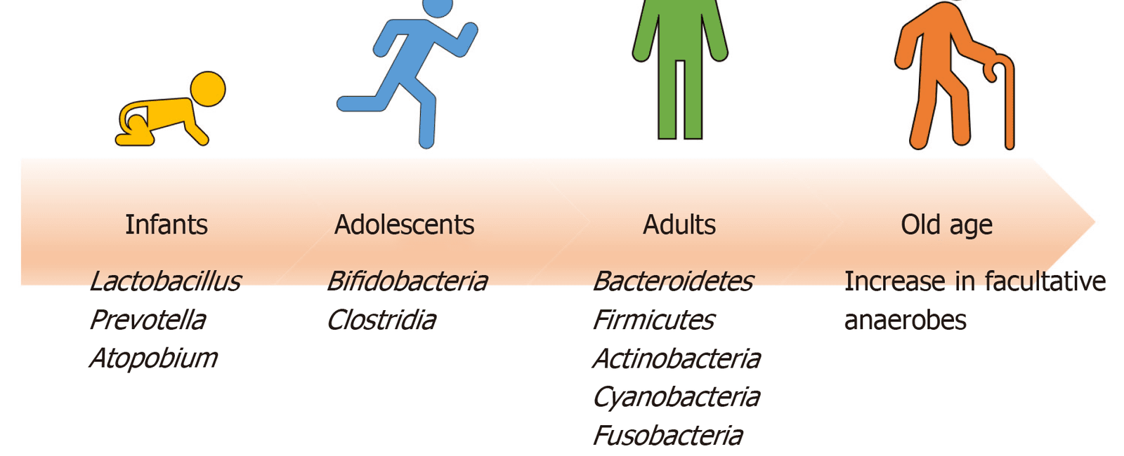 As humans age their gut microbiota becomes less effective at fighting disease