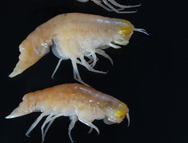 Crustaceans living in the deepest parts of the world s oceans contain toxic chemicals that were banned decades ago