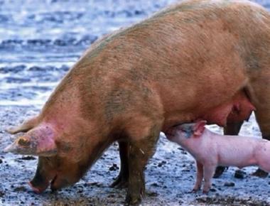 It is physically impossible for pigs to look straight up into the sky