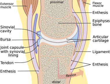 Synovial fluid which contains oxygen nitrogen and carbon dioxide acts as a lubricant for human joints