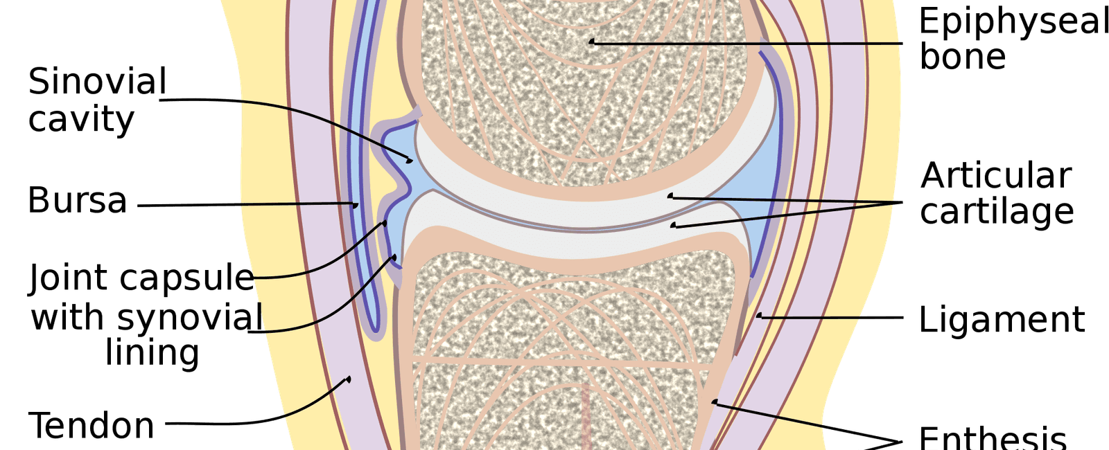 Synovial fluid which contains oxygen nitrogen and carbon dioxide acts as a lubricant for human joints