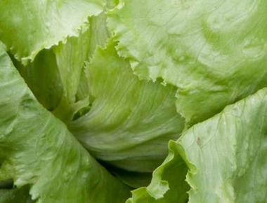 The iceberg lettuce is the one most commonly eaten but it has the least nutritional qualities others forms like romaine are much higher in antioxidants