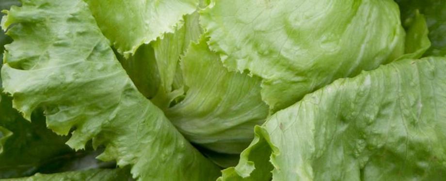 The iceberg lettuce is the one most commonly eaten but it has the least nutritional qualities others forms like romaine are much higher in antioxidants