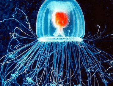 One species of jellyfish is biologically immortal since it can turn back time to an earlier age in its life cycle it will never die even after reaching sexual maturity