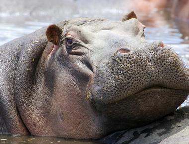 Hippos are considered as the dangerous animal in africa