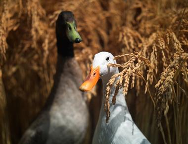 Farmers in china japan france and iran use ducks instead of pesticides to kill insects that infest their rice paddies