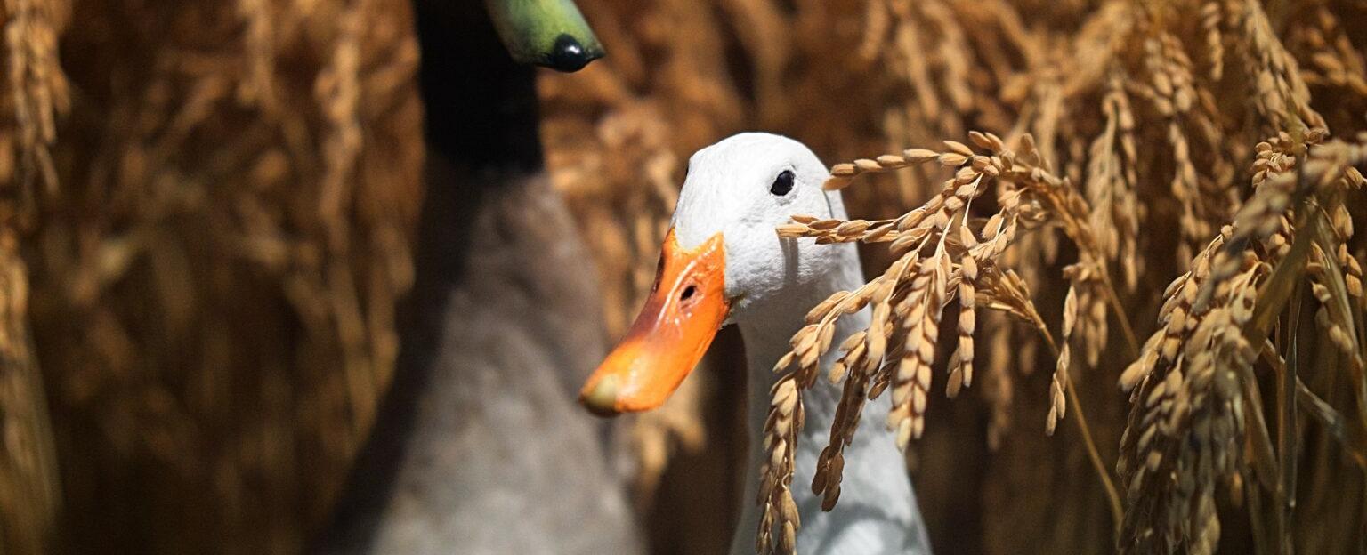 Farmers in china japan france and iran use ducks instead of pesticides to kill insects that infest their rice paddies