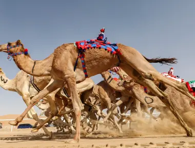 We associate camels with the middle east but that s not where they got their start they got started in north america and can be found in of all places hollywood