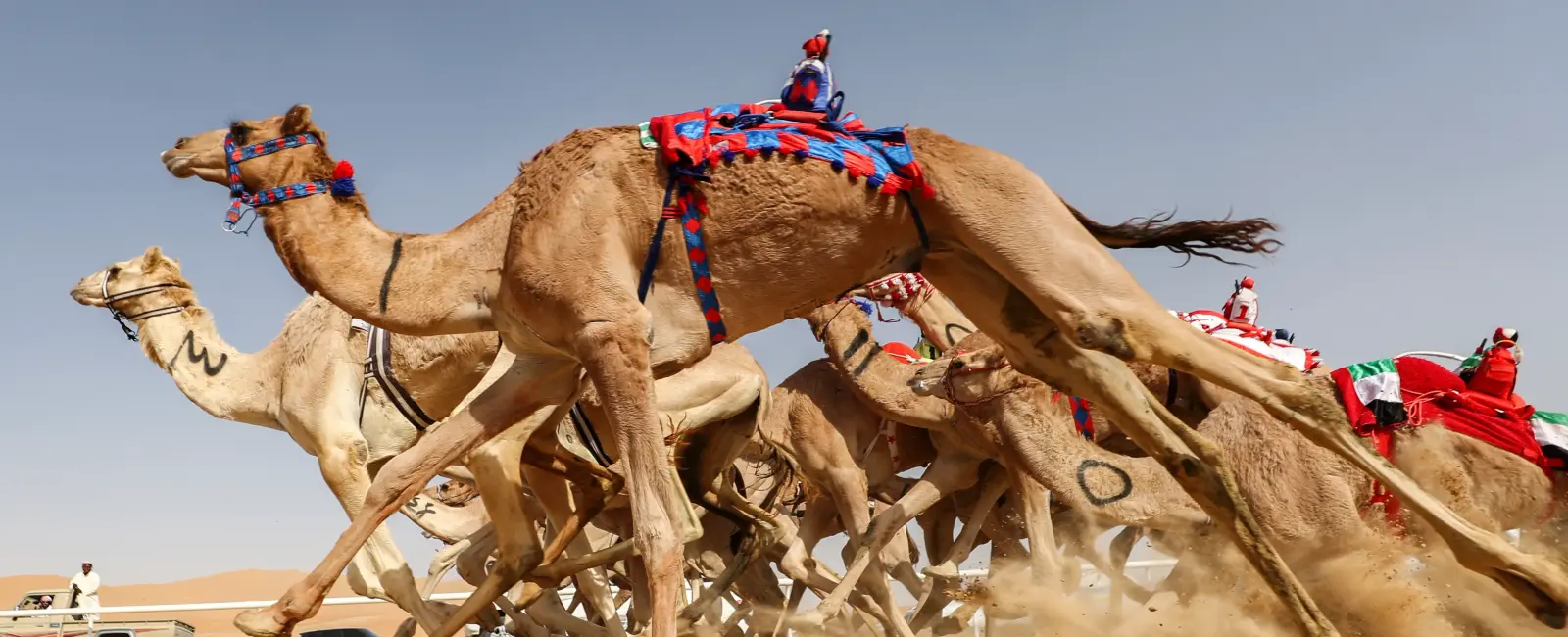 We associate camels with the middle east but that s not where they got their start they got started in north america and can be found in of all places hollywood