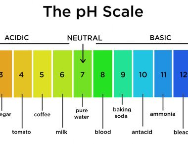 Between ph 1 to 2 your stomach acid is highly acidic only a point lower than battery acid at ph 0 it is so it can break down foods for better digestion and nutrient absorption however it can damage bones and teeth too