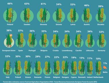 Forests comprise about 31 of the earth s total land area meanwhile more than 80 of terrestrial animals and plants call forests home