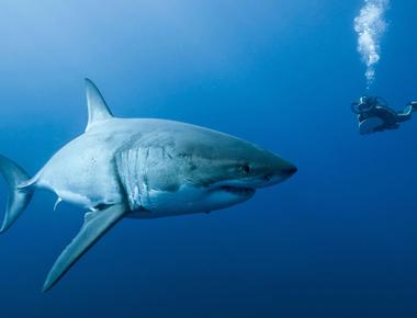 Sharks have very keen sense of hearing it is proved by researchers that they can hear low pitch sound better below the range of human hearing