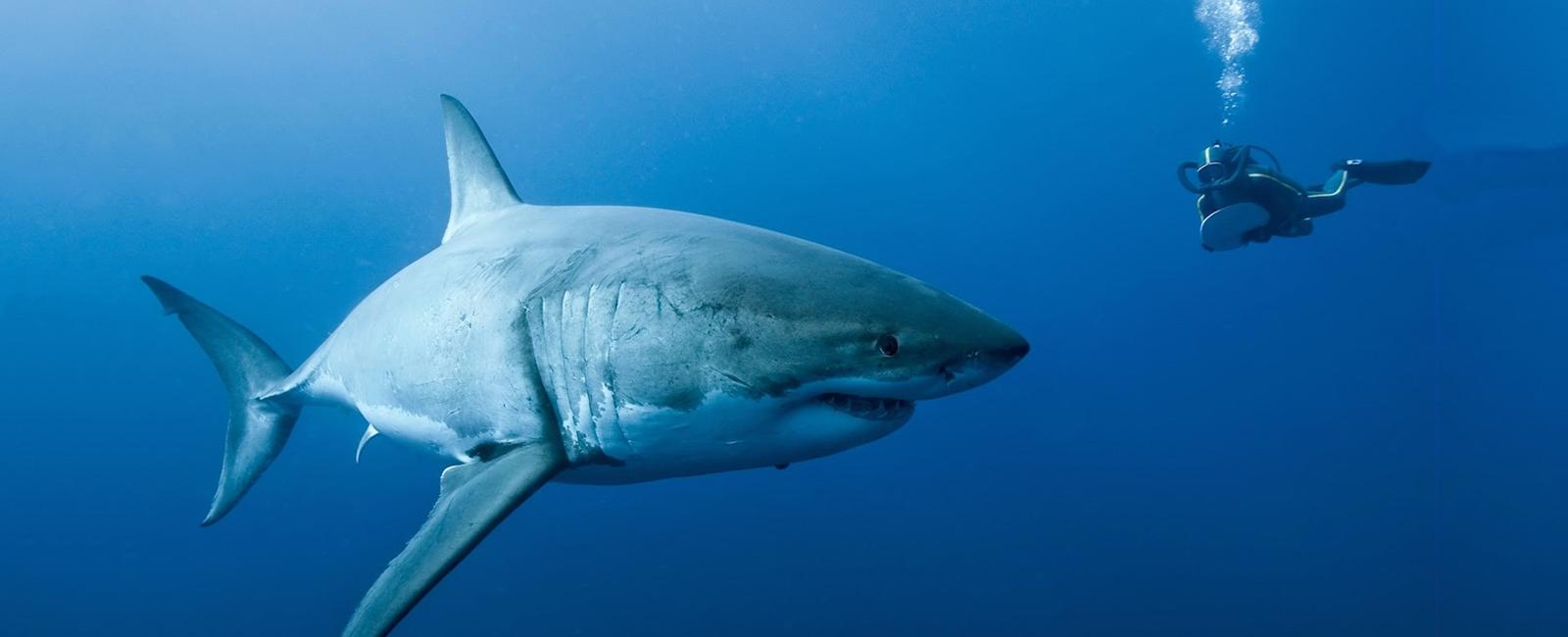 Sharks have very keen sense of hearing it is proved by researchers that they can hear low pitch sound better below the range of human hearing