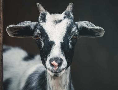 Goats have accents