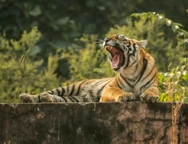 Tigers rarely see you as their prey apart from not finding you appetizing tigers are cautious around humans despite them being easy to kill