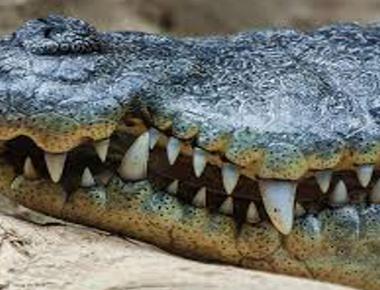 Crocodiles can have as much as 4 000 teeth during their 35 75 year lifespan while they usually have between 60 110 teeth in place at one time they can replace up to 70 teeth as much as 50 times during their lifetime