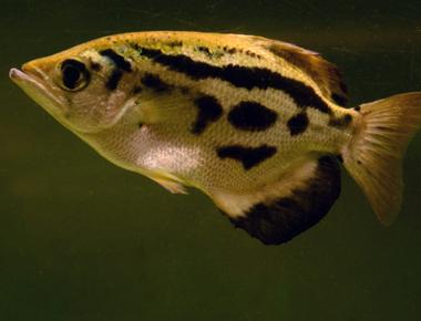 Archerfish can recognize people s faces according to researchers from oxford university their accuracy is more than 80