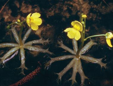 Carnivorous bog dwelling plants called bladderworts can snap their traps shut in less than a millisecond 100 times faster than a venus flytrap