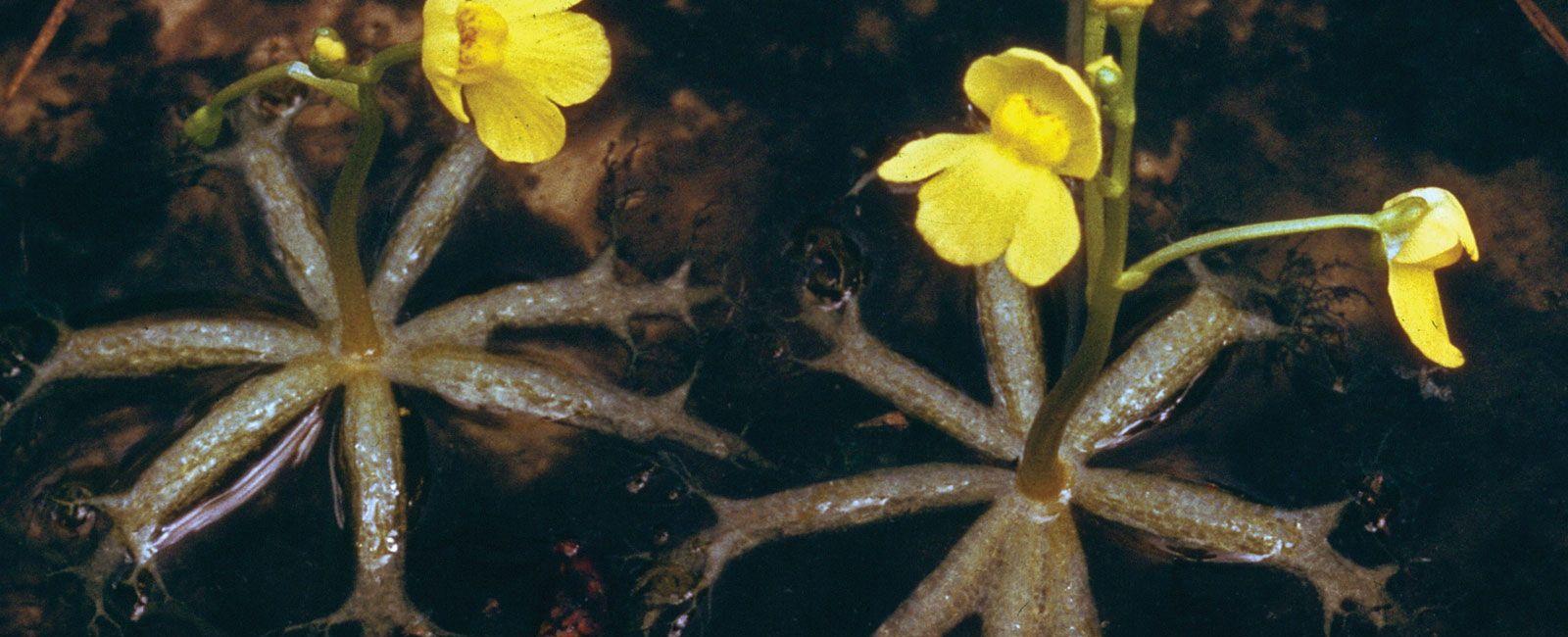 Carnivorous bog dwelling plants called bladderworts can snap their traps shut in less than a millisecond 100 times faster than a venus flytrap