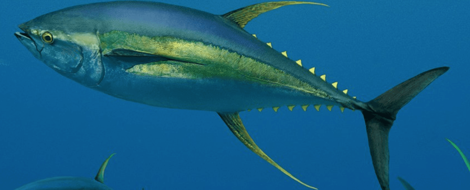 What is the hawaiian name for yellow fin tuna ahi