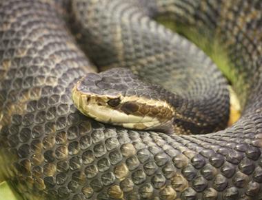 What s a water moccasin often called due to the white inside its mouth a cottonmouth