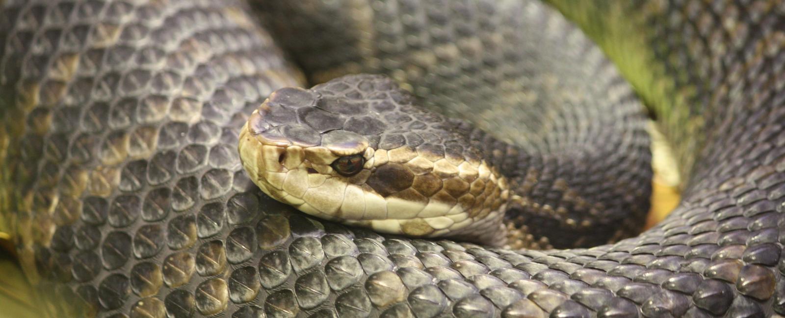 What s a water moccasin often called due to the white inside its mouth a cottonmouth