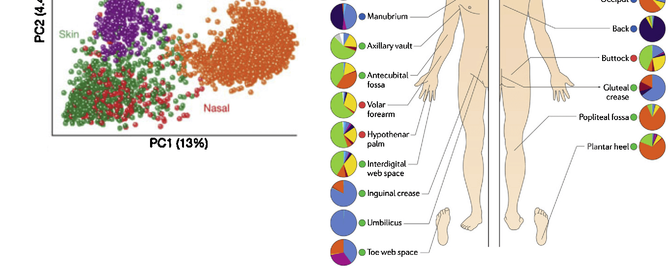 The average human body carries ten times more bacterial cells than human cells