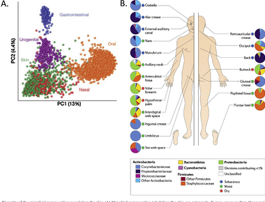 The average human body carries ten times more bacterial cells than human cells