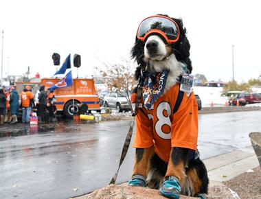 On february 11th 2020 parker the snow dog was voted the honorary mayor of georgetown colorado by the town board of selectmen