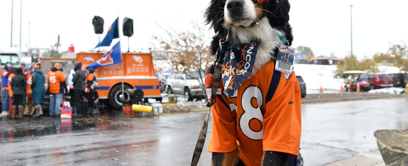 On february 11th 2020 parker the snow dog was voted the honorary mayor of georgetown colorado by the town board of selectmen