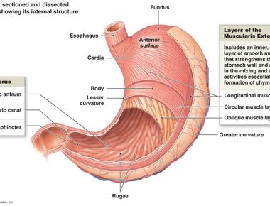 Smooth muscles are what build the walls of the human intestine uterus blood vessels and internal eye muscles