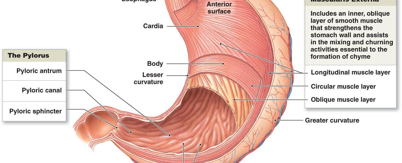 Smooth muscles are what build the walls of the human intestine uterus blood vessels and internal eye muscles