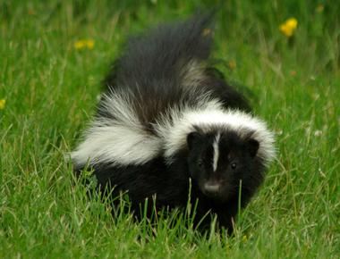 A skunk s smell can be detected by a human a mile away