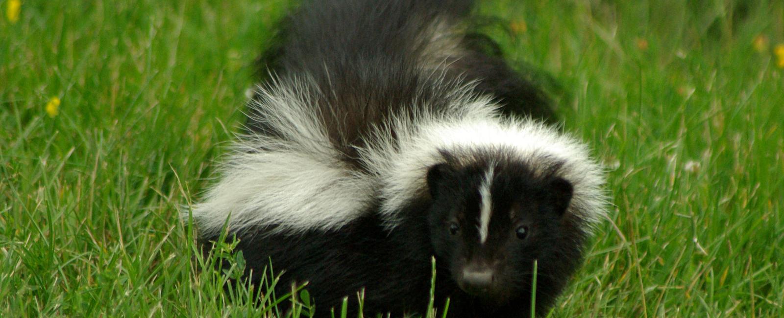 A skunk s smell can be detected by a human a mile away