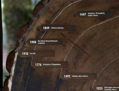 Since tree rings provide a snapshot of the earth s climate history scientists can use them to tell its age and changes in the climate including volcanic eruptions droughts and other natural disasters